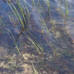 Fot. Maria Płonka-Krzemień