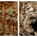 Fot. Wiesława Zabrocka