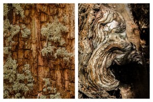 Fot. Wiesława Zabrocka