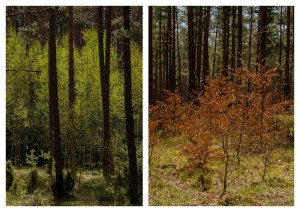 Fot. Wiesława Zabrocka