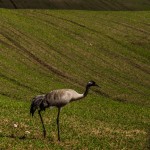 Fot. Wiesława Zabrocka