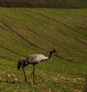 Fot. Wiesława Zabrocka