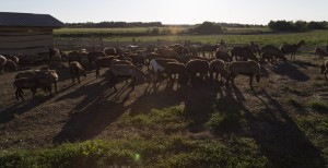 Fot. Agnieszka Wielopolska