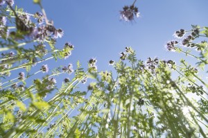 Fot. Agnieszka Wielopolska