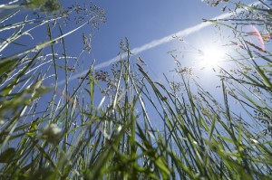 Fot. Agnieszka Wielopolska