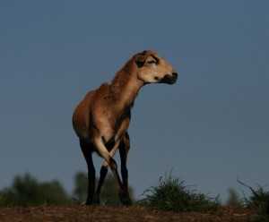 Fot. Halina Baćmaga