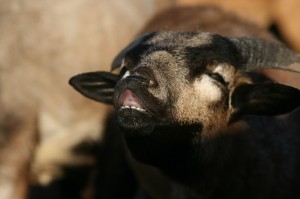 Fot. Halina Baćmaga