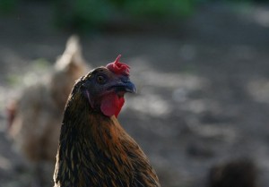 Fot. Halina Baćmaga