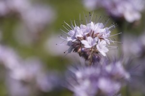 Fot. Halina Baćmaga
