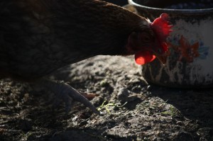 Fot. Krzysztof Tomaszewski