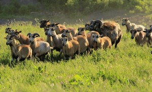 Fot. Katarzyna Kalinowska