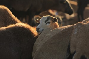 Fot. Katarzyna Kalinowska