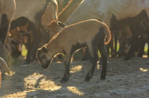 Fot. Katarzyna Kalinowska
