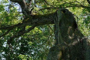 Fot. Zbigniew Kądzielski