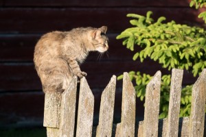 Fot. Zbigniew Kądzielski