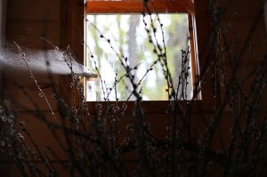 Fot. Bożena Czernicka