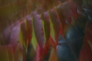 Fot. Halina Baćmaga