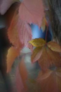 Fot. Halina Baćmaga