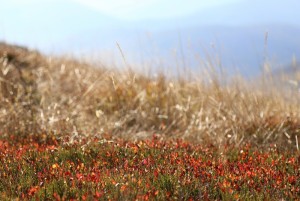 Fot. Małgorzata Głowacka