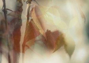 Fot. Małgorzata Głowacka