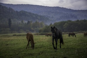 Fot. Marek Pochylski