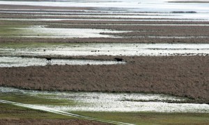 Fot. Janusz Krajczok