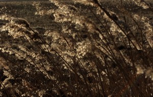 Fot. Kasia Kalinowska