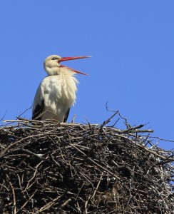 Fot. Kasia Kalinowska