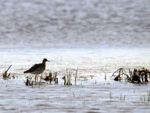 Fot. Krzysztof Ogłuszka