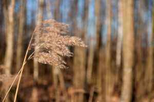 Fot. Krzysztof Ogłuszka