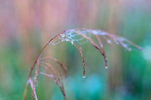 Fot. Agnieszka Wielopolska