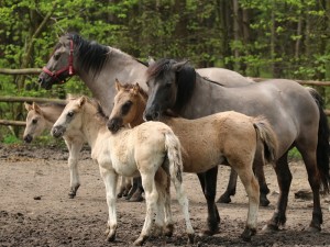 Koniki Polskie, Florianka