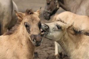 Koniki polskie, Florianka