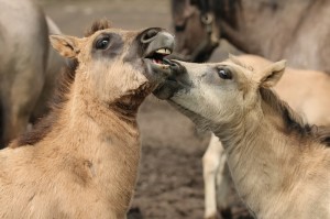 Koniki polskie, Florianka