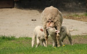 Owce uhruskie