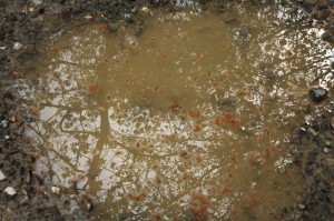 Fot. Beata Dziwulska