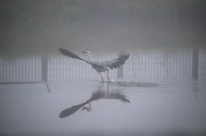 Stawy hodowlane w Topornicy