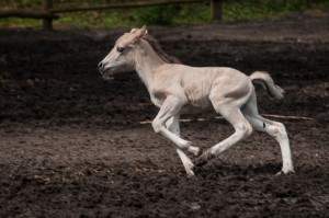 Koniki polskie, Florianka