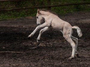 Koniki polskie, Florianka