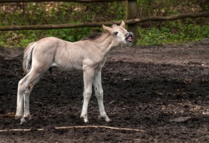 Koniki polskie, Florianka