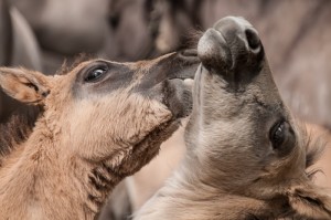 Koniki polskie, Florianka