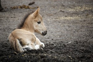 Koniki polskie, Florianka