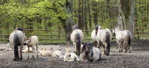 Koniki polskie, Florianka