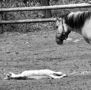 Koniki polskie, Florianka