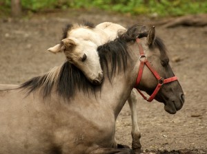 Koniki polskie, Florianka