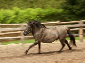 Koniki polskie, Florianka