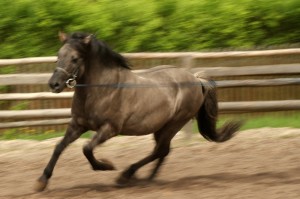 Koniki polskie, Florianka