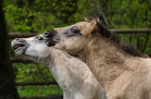 Koniki polskie, Florianka