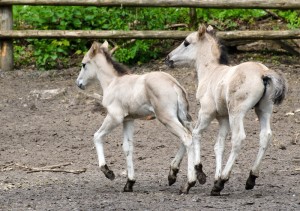 Koniki polskie, Florianka