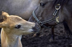 Koniki polskie, Florianka
